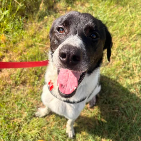 Four adoptable rescue dogs at Highland Lakes Canine Rescue, including Cosmo, Jodi, Lenny, Bernadette, and Zero, waiting for adoption.