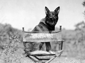 Silent film star German Shepherd Rin Tin Tin sitting on a movie set during the filming of Clash of the Wolves in 1927.