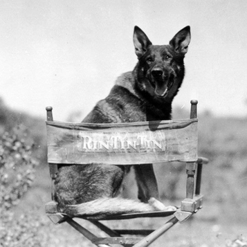 Silent film star German Shepherd Rin Tin Tin sitting on a movie set during the filming of Clash of the Wolves in 1927.