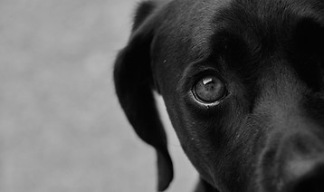 pexels-pablo-ezequiel-nieva-933807-22607860.jpg