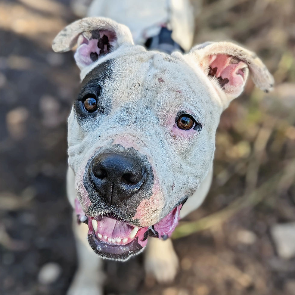 Why Fostering a Dog Changes Everything (And Everyone)