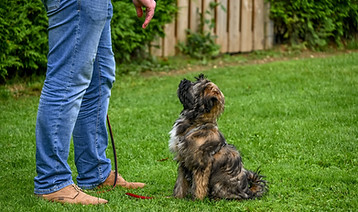 pexels-lorna-pauli-1320744316-28536059.jpg
