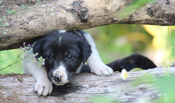 pexels-avinash-reddy-kosna-227061-13482893.jpg