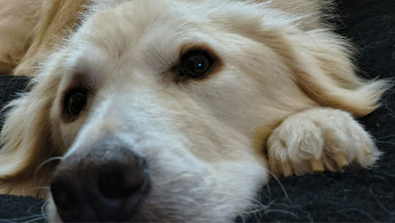 The Rescue Report | January 2026