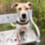 Tiger is an affectionate young dog with some anxiety. He would thrive in a home away from the noise of the shelter. www.hlcr.org/adoptable-dogs/tiger