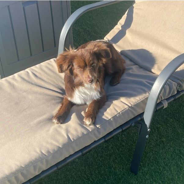 Remi was rescued by an HLCR foster after she was abandoned during a dangerous winter freeze. The foster cared for her until her adoption.