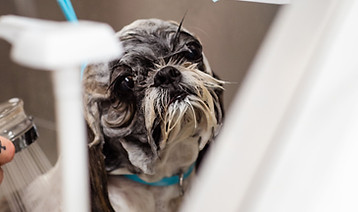 pexels-goochie-poochie-19145882.jpg