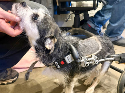 Three Dogs. Three Stories. One Chance. 