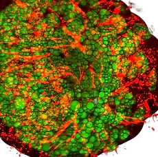 Organoid_Spheroid Research_edited.png