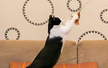 cat play.jpg