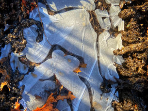 Cat-Ice & Connections