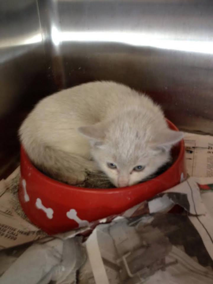 kitten7dayholdbowlaslitter.jpg