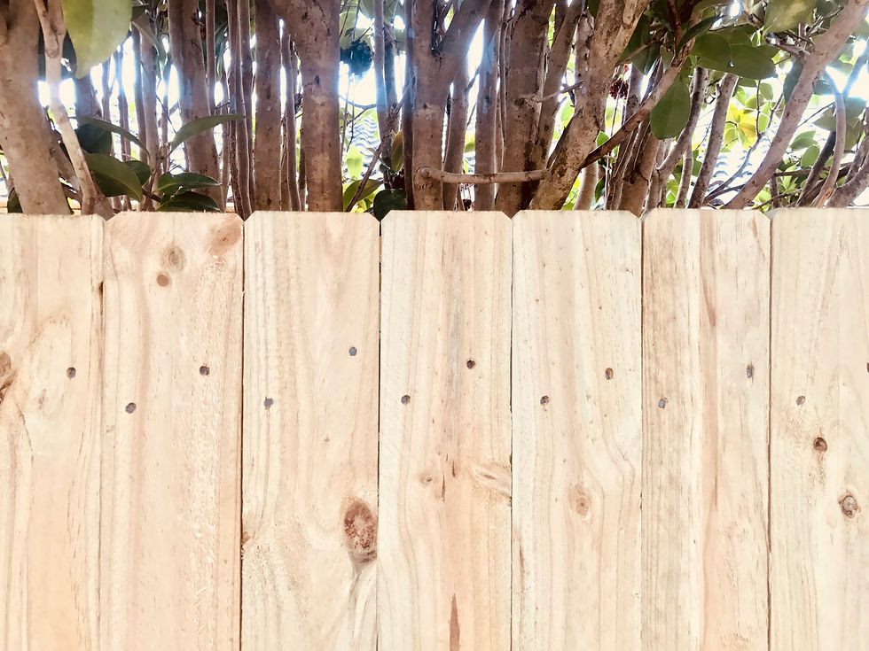 Standard Paling Fence