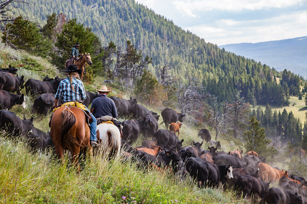 Double Rafter Cattle Drive guests help Taylor Kerns move the herd in the Bighorn Mountains.