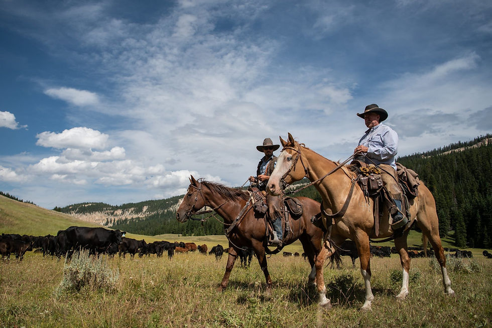 Dana and Taylor Kerns with their cattle herd in the Bighorn Mountains.