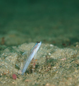 1/31(土)ダイブログ