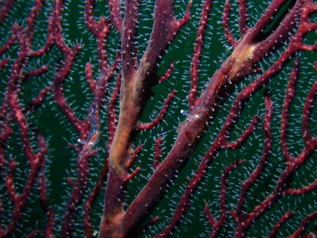 11/4(火)ダイブログ