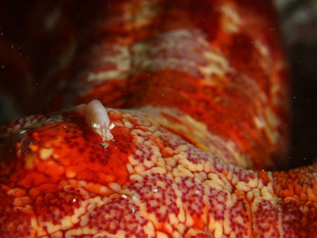 11/30(日)ダイブログ