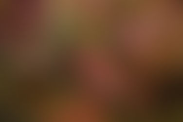 10/15(水)ダイブログ