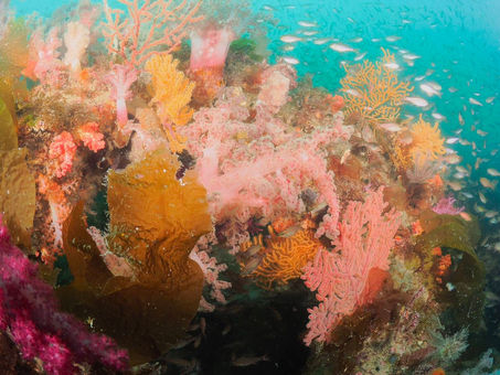 5/11(日)ダイブログ