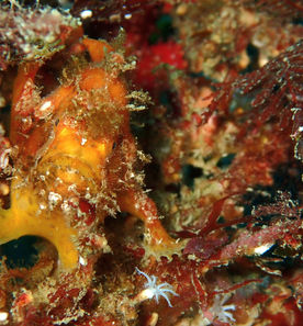 2/12(æš)ãã€ããã°