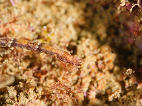 10/3(金)ダイブログ