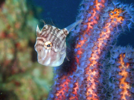 1/6(月)ダイブログ