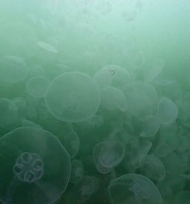 4/12(日）ダイブログ