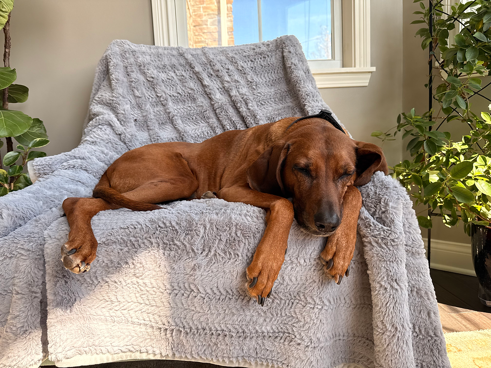Loyalty Law Dog of the Month - Yuvi