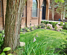Horvath Landscaping front yard planting bed with hydrangeas, fresh mulch, and a mature tree beside the brick home.
