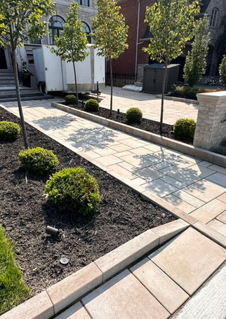 Modern front walkway with boxwoods and young trees.