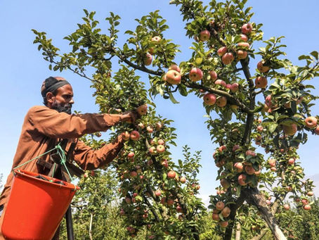 Kashmir's Summer Orchards: A Living Heritage