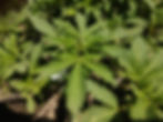Cannabis plant