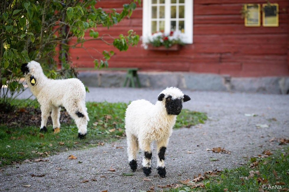 Tovningskurs