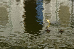 Forma dell'acqua Romani Fernanda 02