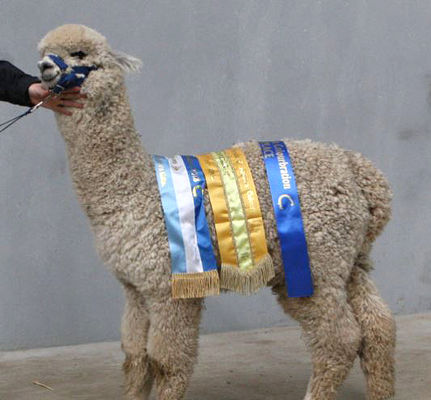 Alpaki - Softfoot Shah ET