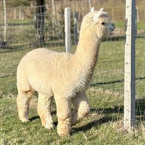 Leviathan's Beauty King