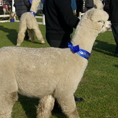 Alpaki - Oak Ridge Oliver