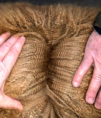 alpaki - włókno wysokiej jakości