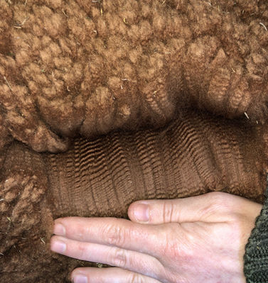 alpaki - runo wysokiej jakości