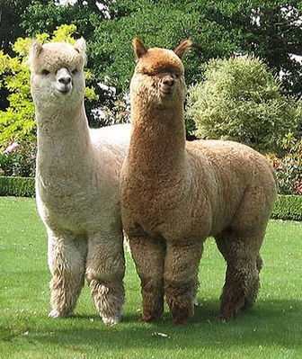 Timbertop CT Legacy i Flowerdale Shackleton