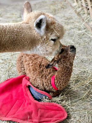 poród alpaki