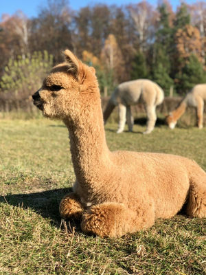 alpaki - młody samiec