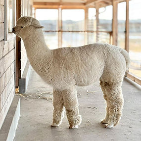 Alpakarium Wasilij