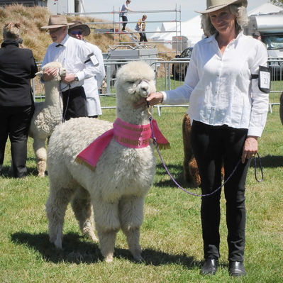 Alpaki - Shamarra Anastasia