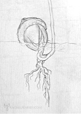 Preliminary Drawing