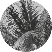 Palme2.png