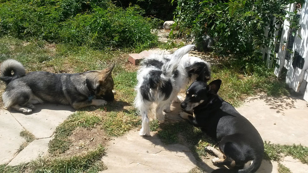 A Swedish Vallhund puppy lays calmly near a black & white terrier mix and a black & tan Dachshund mix in a backyard. The puppy is sunning himself on a stone, and the terrier mix is walking away from the camera between the puppy and the Dachshund mix, who is also lying in the sun.