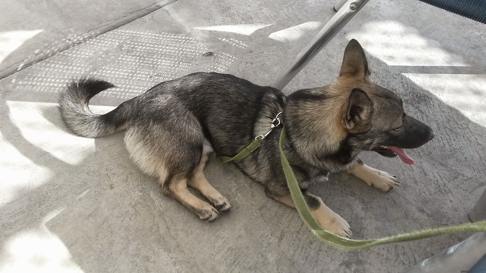 A Swedish Vallhund puppy with a green leash lays under a chair on a concrete patio. He is relaxed with his curly tail unfurled, laying on one hip, his eyes softly closed, and his mouth open with tongue hanging loose.