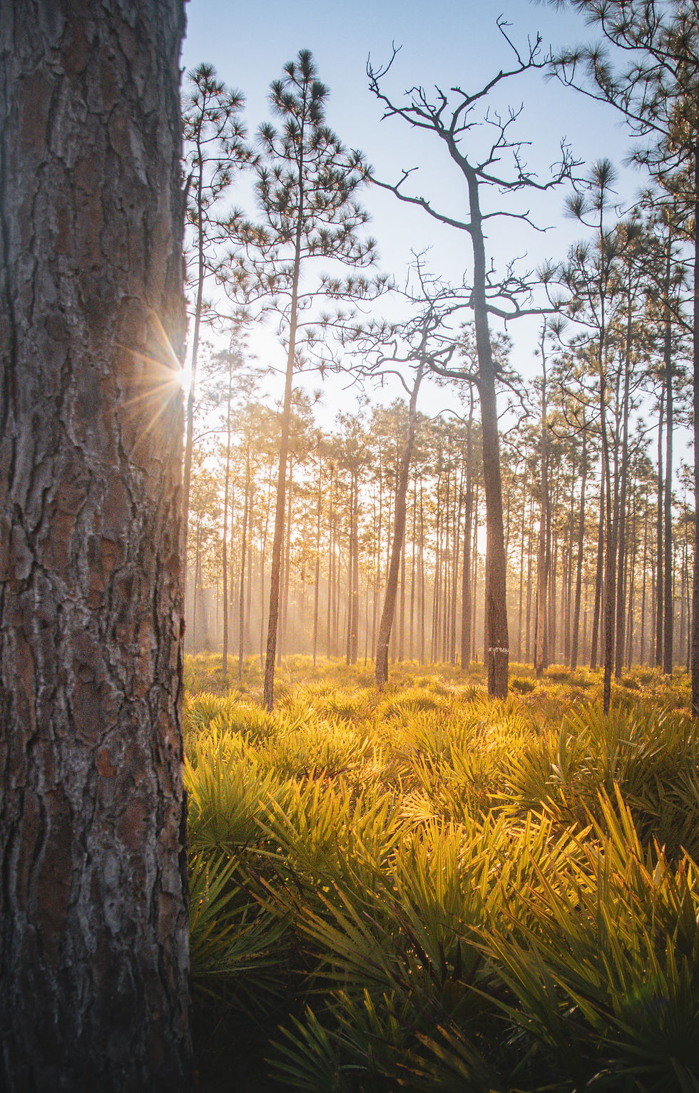 Georgia Forest at Sunrise